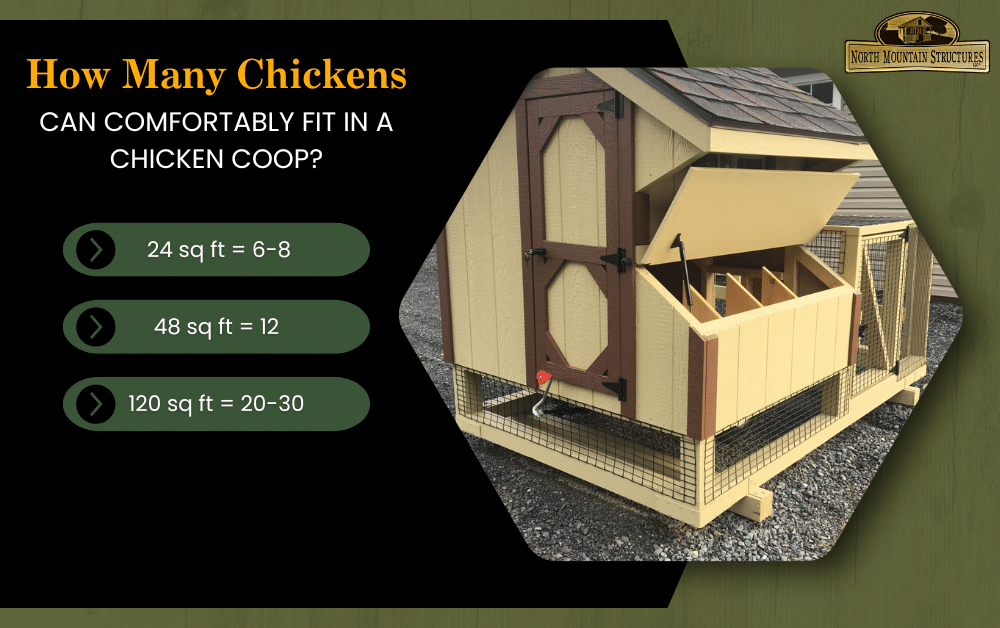 How Many Chickens can fit in a Chicken Coop Infographic